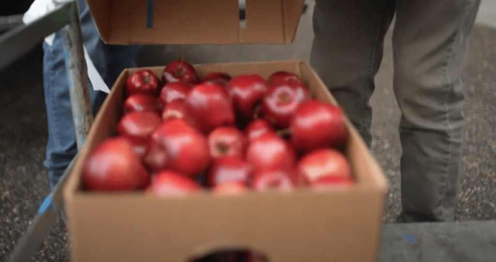 A box full of apples being ready to move into a distribution center for Meals on Wheels
